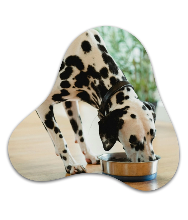 pet food