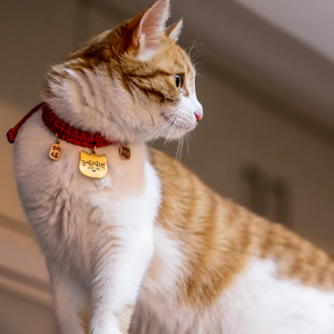 pet jewellery