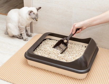 cat litter
